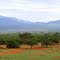 African landscape, forest of eucalyptus - Paysage africain, forêt d'eucalyptus