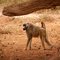 Baboon under a tree - Babouin sous un arbre