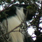 Colobus Monkey Abedares