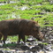 Warthog Treetops Abedares