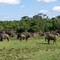 African Buffaloes (Aberdare N.P.)