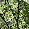 Black and White Colobus Monkeys