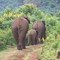 Elephants On The Road (Aberdare N.P.)