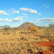 Kenya - Tsavo