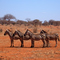 Kenya - Tsavo
