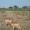 08 Kenia, Tsavo West, Ngulia, Impala-Antilope