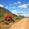 Elephant in National Park Tsavo
