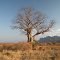 Baobab