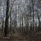 sycamores