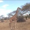 Safari per Kènia