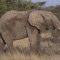 Elefante