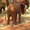 elephant - WC
