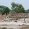 Hirola
