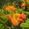 Flame Azalea near Hog Mtn, VA