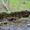 Uprooted Tree