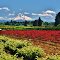 Beautiful Mt. Hood from the Nursery Fields  ( Fri. June 28. 2013 )