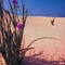 Monahans sand hills Tx