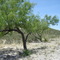 Desert plants. Mesquite Tree