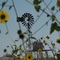 Monahans Sandhills Windmill