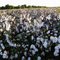 Cotton Fields