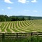 Lines on the Field