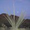 'Pink Moon' framed between a blooming Ocotillo tree.
