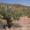 Opuntia cactus, Arizona