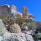 Prickly Land-Crane County, TX