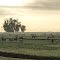 Field of Sheep