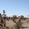 Desert Life . Cheryl Favourite.