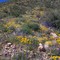 Wildflower covered switchbacks