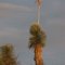Soaptree Yucca; SE Arizona