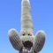 Saguaro (probably damaged by gunshots) on Copper Creek Road, E of Mammoth, AZ