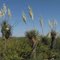 Flowering Soaptree Yucca (Yucca elata - Palmilla); San Manuel, AZ
