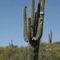 Flowering Saguaro Cactus; Tucson Wash Road, just off of Tiger Mine Road, W of Mammoth, AZ