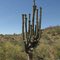 Flowering Saguaro Cactus; jeep trail between Tucson Wash Road and Pearl Mine, W of Mammoth, AZ