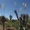 Flowering Soaptree Yucca (Yucca elata); desert W of San Manuel, AZ
