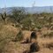 Desert SW of San Manuel, AZ