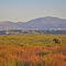 Early morning horse and Laramie Peak