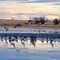 Geese at festo lake
