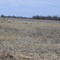 Sandhill Cranes