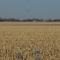 More Cranes....