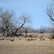 Sandhills Basking in the Spring Sun