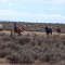 Horses in Wyoming