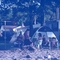 US NC Edenton 1999 Camping
