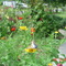 Seneca Park garden