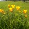 California Poppy