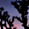 Joshua Trees, Moon and Venus