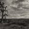 Joshua Tree and San Gabriels