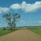 Trees and cows on Mona Road